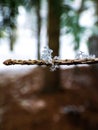 Macro shot of perfect, distinct real geometrical snowflake on a tree branch with forest and snow background