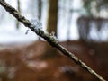 Macro shot of perfect, distinct real geometrical snowflake  on a tree branch with forest and snow background Royalty Free Stock Photo