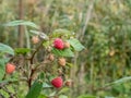 Macro shot of perfect red, ripe raspberry growing on a plant among green leaves in late autumn. Taste of summer