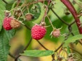 Macro shot of perfect red, ripe raspberry growing on a plant among green leaves in late autumn. Taste of summer