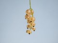 Macro shot of the perfect, ripe, edible fruits (berries) of the white currant or whitecurrant (ribes rubrum)