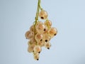 Macro shot of the perfect, ripe, edible fruits (berries) of the white currant or whitecurrant (ribes rubrum)