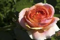 Macro shot of an perfectly blossomed orange rose into a garden