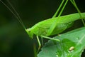 Macro shot of phaneroptera falcata on a green leaf