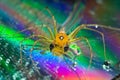 Macro shot of a Pholcidae on a reflective colorful surface