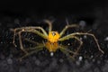 Macro shot of a Pholcidae on a reflective surface