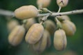 Macro shot of Picea Abies, Gregoryana Parsonii, Parson`s Spruce, Pine Family Pinaceae