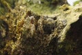 Macro shot of a piece of rock covered with moss and lichen shot in a soft day light Royalty Free Stock Photo