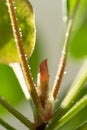 Macro shot of Pilea peperomioides plant in terracotta pot, green leaves covered with water droplets Royalty Free Stock Photo