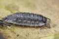 Macro Shot of a Pill Bug on a Leaf Royalty Free Stock Photo