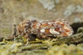 Macro shot of pine beauty (Panolis flammea)