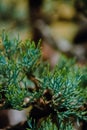 Macro shot of pine needles off of a bonsai pine tree