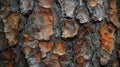Macro shot of pine tree bark texture Royalty Free Stock Photo