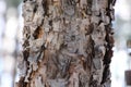 Macro shot of a pine trunk / Texture tree bark Royalty Free Stock Photo