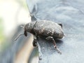 Macro shot of pine weevil or Pissodes piniphilus Royalty Free Stock Photo