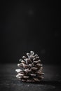 Macro shot of the pinecone Royalty Free Stock Photo