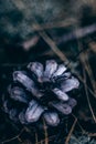 Macro shot of a pinecone on a blurred background Royalty Free Stock Photo