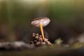 Macro shot of a pinecone cap mushroom (stephanocystis) Royalty Free Stock Photo