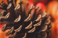 Macro shot of a pinecone in fall setting Royalty Free Stock Photo