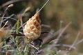 Macro shot of a pinecone thistle bud Royalty Free Stock Photo