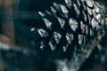 Macro shot of a pineconeon a blurred background Royalty Free Stock Photo