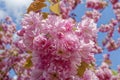 Macro shot of pink blossoms of a Japanese cherry tree Royalty Free Stock Photo