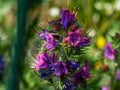 Macro shot of pink and blue flower viper`s bugloss blueweed with green summer garden background