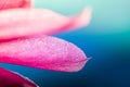 Macro shot of a pink cactus blossom Royalty Free Stock Photo