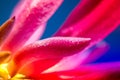 Macro shot of a pink cactus blossom Royalty Free Stock Photo