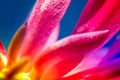 Macro shot of a pink cactus blossom Royalty Free Stock Photo