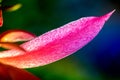 Macro shot of a pink cactus blossom Royalty Free Stock Photo