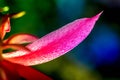 Macro shot of a pink cactus blossom Royalty Free Stock Photo