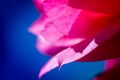 Macro shot of a pink cactus blossom Royalty Free Stock Photo