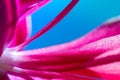 Macro shot of a pink cactus blossom Royalty Free Stock Photo