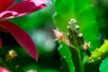 Macro shot of a pink cactus blossom Royalty Free Stock Photo