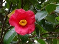 Closeup pink camellia japonica or common camellia flower in full bloom Royalty Free Stock Photo
