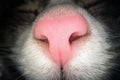 Macro shot of pink cat nose. Close up view of domestic cat nostrils