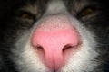 Macro shot of pink cat nose. Close up view of domestic cat nostrils