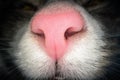 Macro shot of pink cat nose. Close up view of domestic cat nostrils