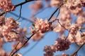 Macro shot of pink cherry blossoms on a tree against the blue sky, springtime Royalty Free Stock Photo