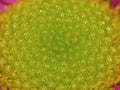 Macro Photography of Pink Dahlia Flower with Lime Green Center