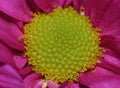 Macro Photography of Pink Dahlia Flower with Lime Green Center