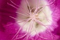 Macro shot of a pink flower Royalty Free Stock Photo