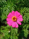 Macro shot pink flower