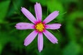 Pink Flower with Yellow Pistils