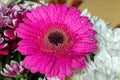 Pink gerbera daisy Royalty Free Stock Photo