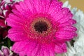 Pink gerbera daisy Royalty Free Stock Photo