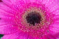 Pink gerbera daisy Royalty Free Stock Photo