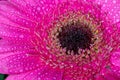 Pink gerbera daisy Royalty Free Stock Photo