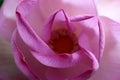 Macro shot on the pink lotus flower. Focused in yellow pollen. soft focus on petals for background Royalty Free Stock Photo
